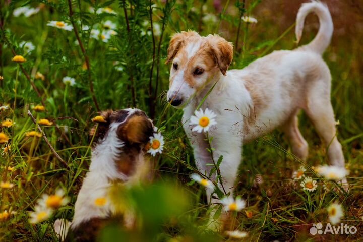 Щенки русской псовой борзой