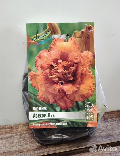 Лилейники сортовые