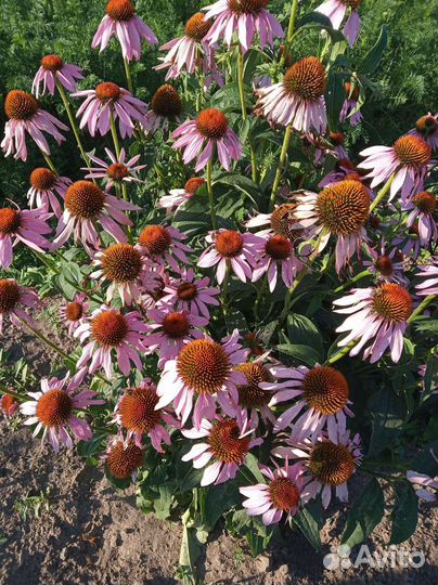 Садовые цветы