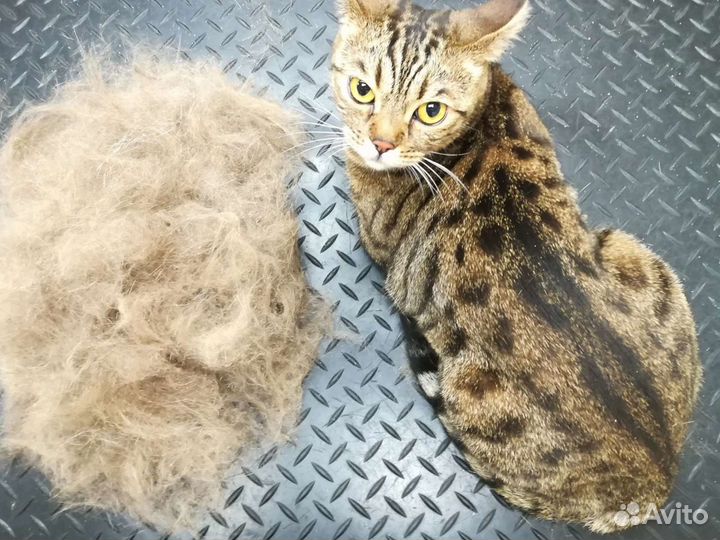 Груминг собак и кошек (уход и стрижка)