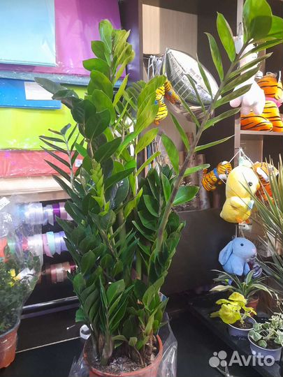 Замиокулькас огромный 110 см