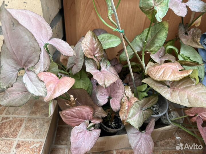 Сингониум orm naq