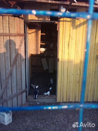 Продажа голубей