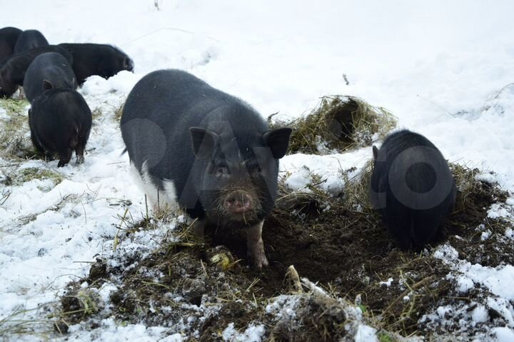 Участок 2 га (ИЖС)