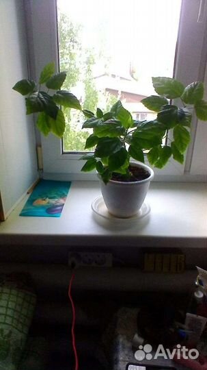 Гибискус китайская роза