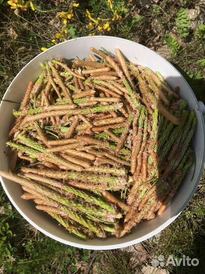 Сосновые почки