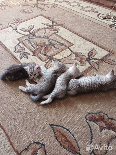 Британские котята
