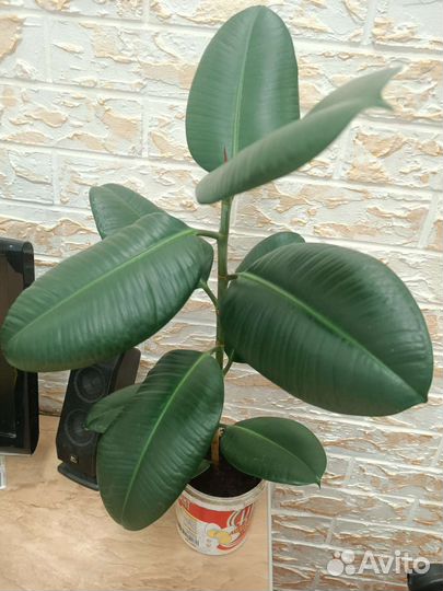 Фикус денежное дерево