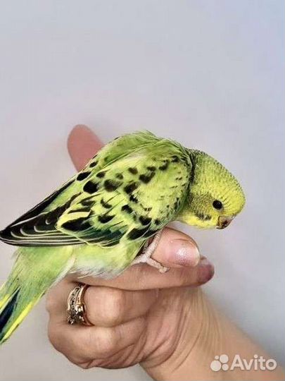 Птенцы волнистый попугай Абсолютно ручные