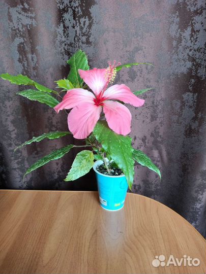 Гибискус Купера