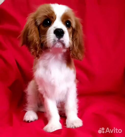 Кавалер Кинг Чарльз спаниель мальчик