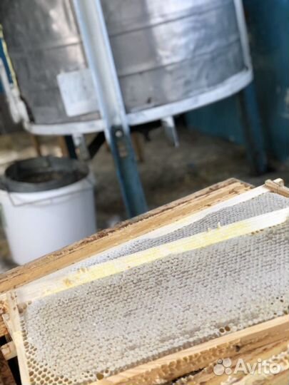 Мед 2023 года