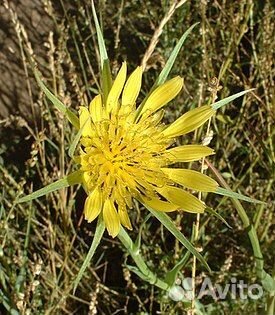 Набор трав для изготовления свечей