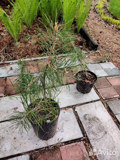 Сосна 3х летка зкс