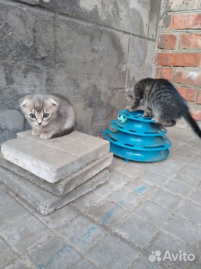 Котята в добрые руки бесплатно