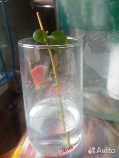 Черенок жасмина с корнями