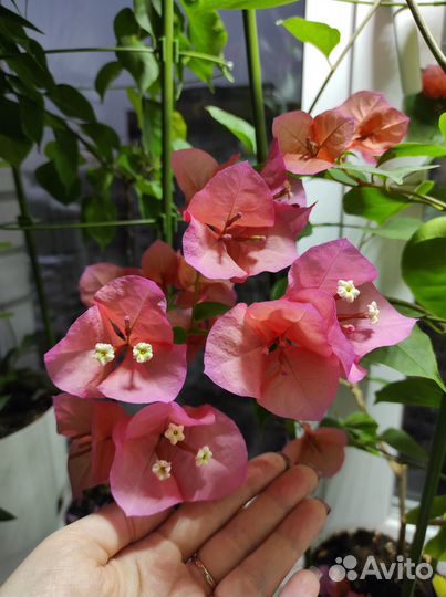 Бугенвиллея хамелеон