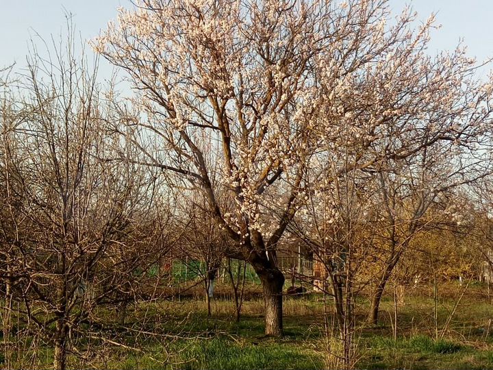 Участок 15 сот. (СНТ, ДНП)