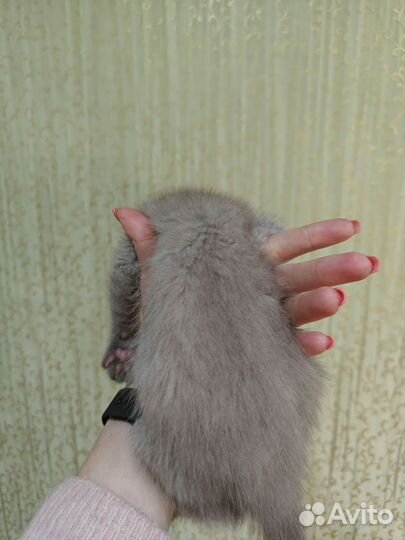 Котята вислоухие