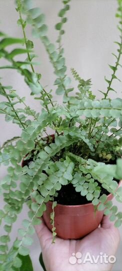 Папоротник нефролепис дафин