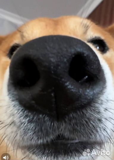 Вязка сиба-ину