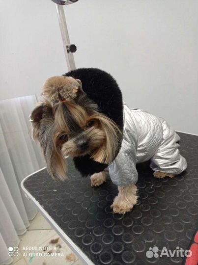 Пошив одежды для собак всех пород