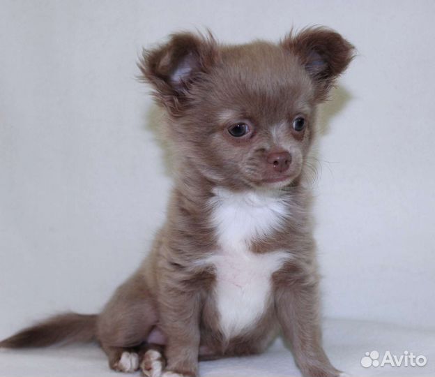 Лиловая кроха