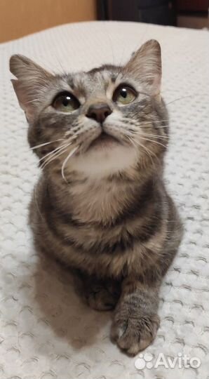 Спасите Моли