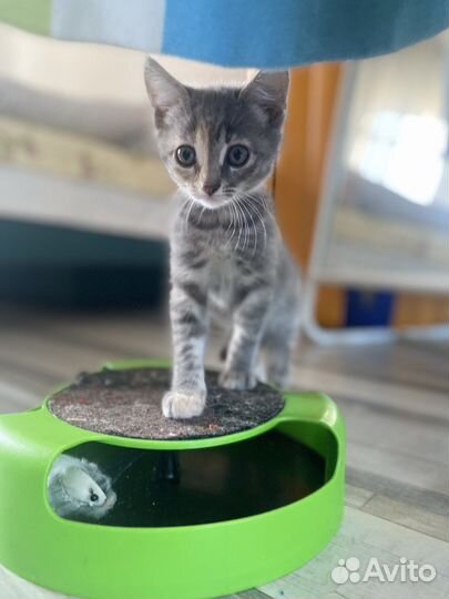 Кошечка в добрые руки