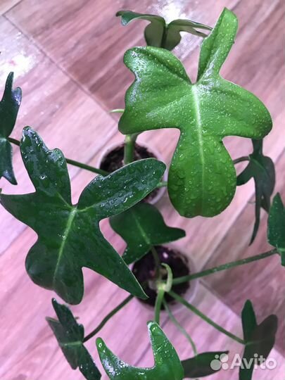 Комнатные и офисные цветы.Филодендрон