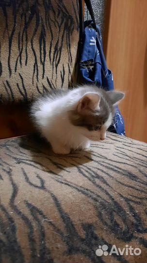 Котята пушистики