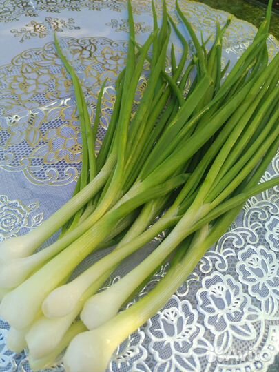 Лук зеленый