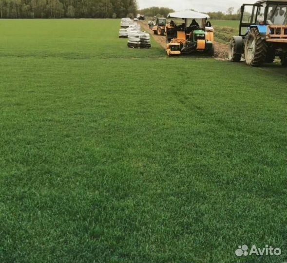 Рулонный газон, газон посевной