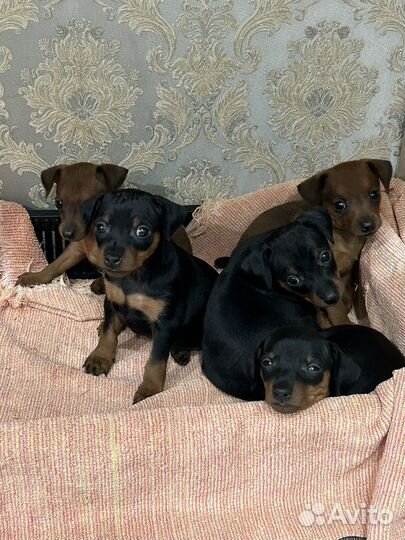 Щенки цвергпинчера