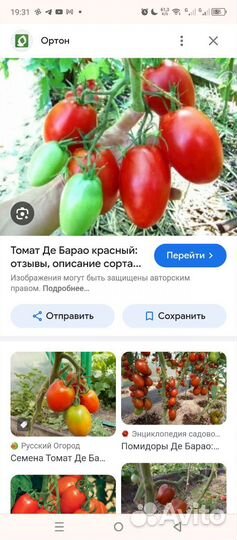 Рассада помидор и календулы