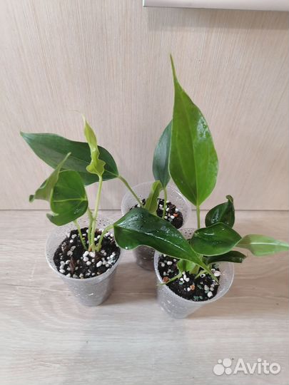 Антуриум Лилли