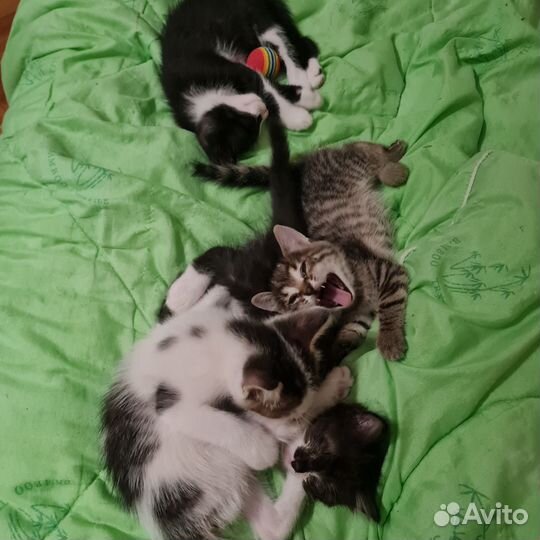 Котята в добрые руки