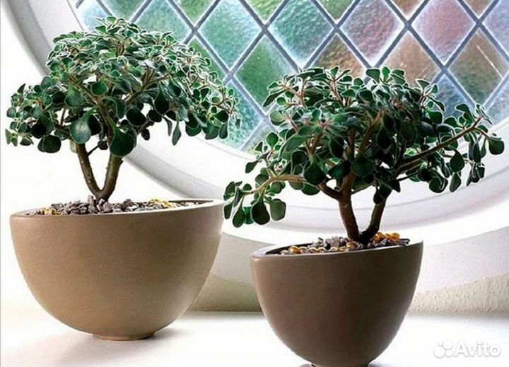 Аихризон (Дерево любви)