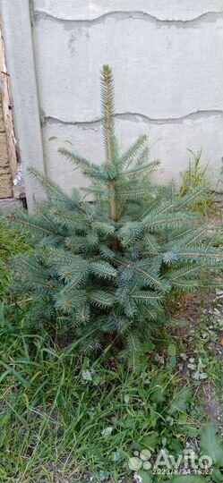 Ель голубая