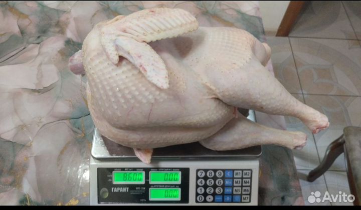 Мясо домашней индейки