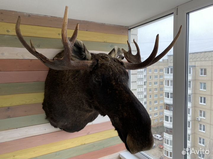 Чучело головы лося