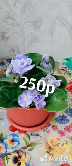 Фиалка взрослая