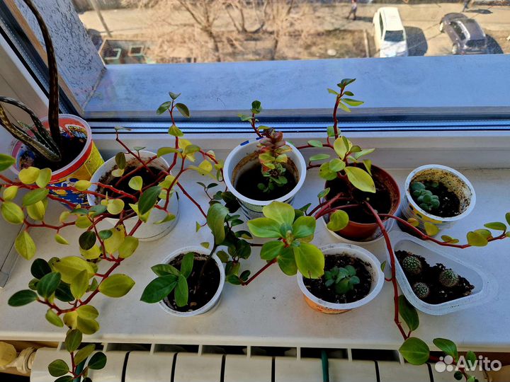 Комнатные цветы