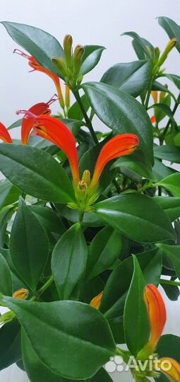 Эсхинантус экзотичный цветок