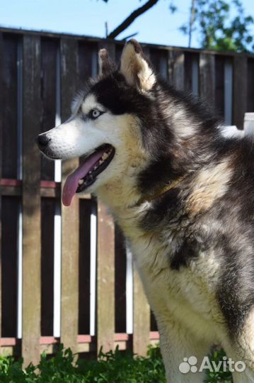 Собаки из приюта: пушистый Один