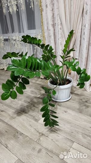 Продается замиокулькас