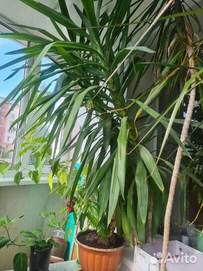 Пальма юкка