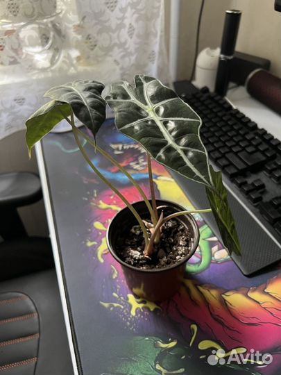 Алоказия полли