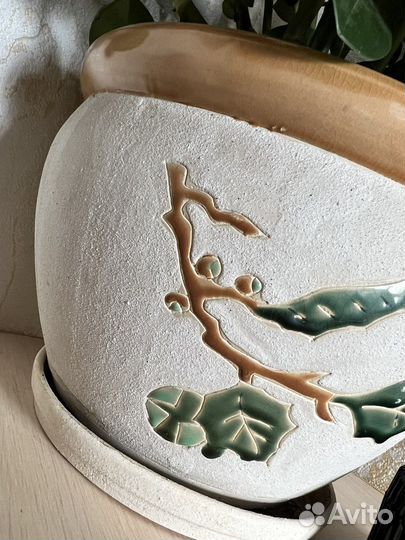 Пеперомия туполистная