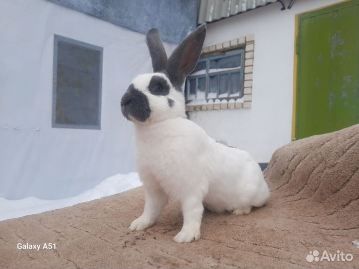 Немецкий Пёстрый Великан нпв (Строкач)